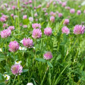 Pasture Farming With Alfalfa, Red and Ladino Clovers Image